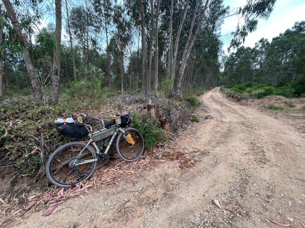 Bikepacking Portugal — Eucalyptus forest Lagoa de Óbidos