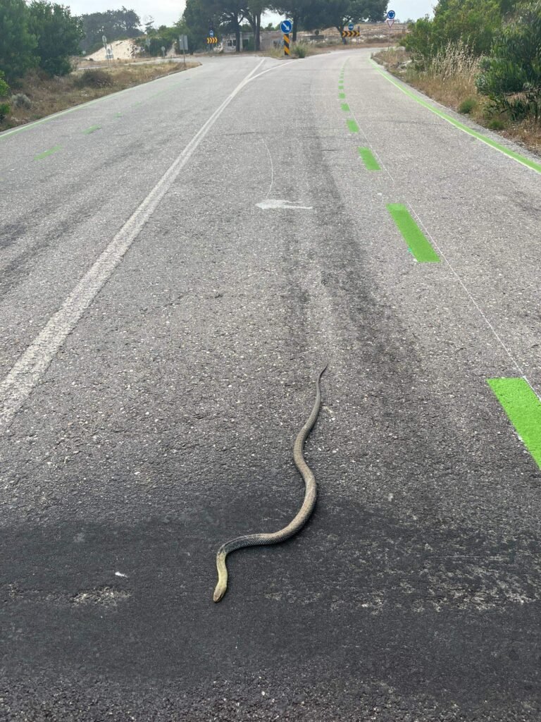 Bikepacking Portugal — Snake on road near Vieira, Leiria